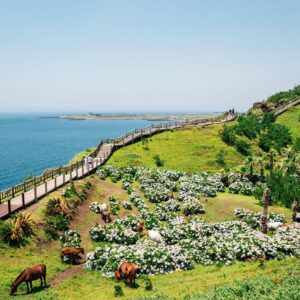 J In Geography Quiz Jeju Island