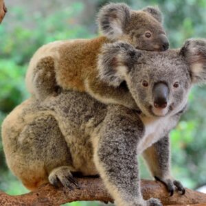 Second Largest Animals Koala