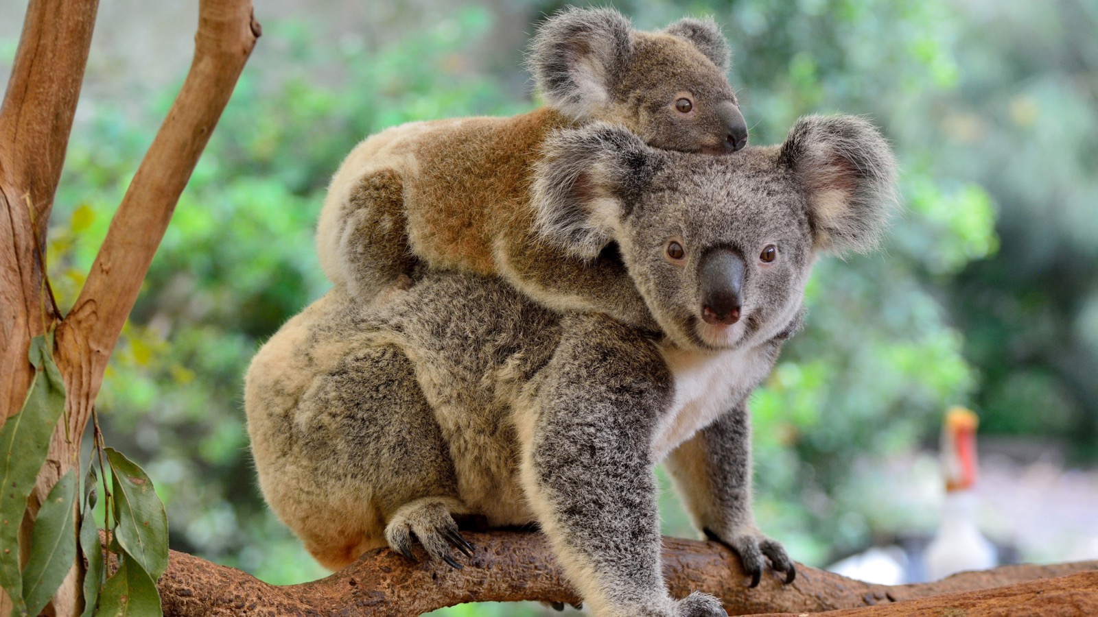 What Element Am I? Koalas