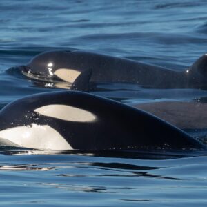 This Mixed Knowledge Quiz Increases In Difficulty With Every Question Orca