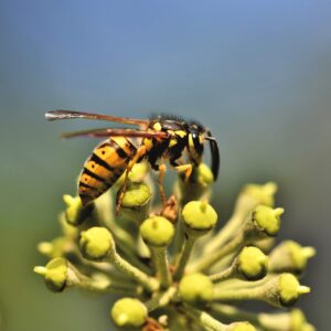 Yellow Trivia Quiz Wasp