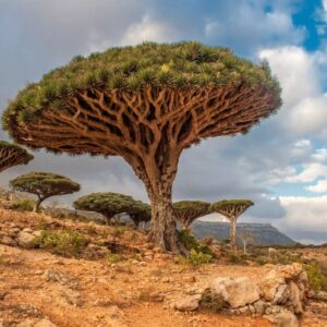 Autumn Trivia Quiz Dragon tree