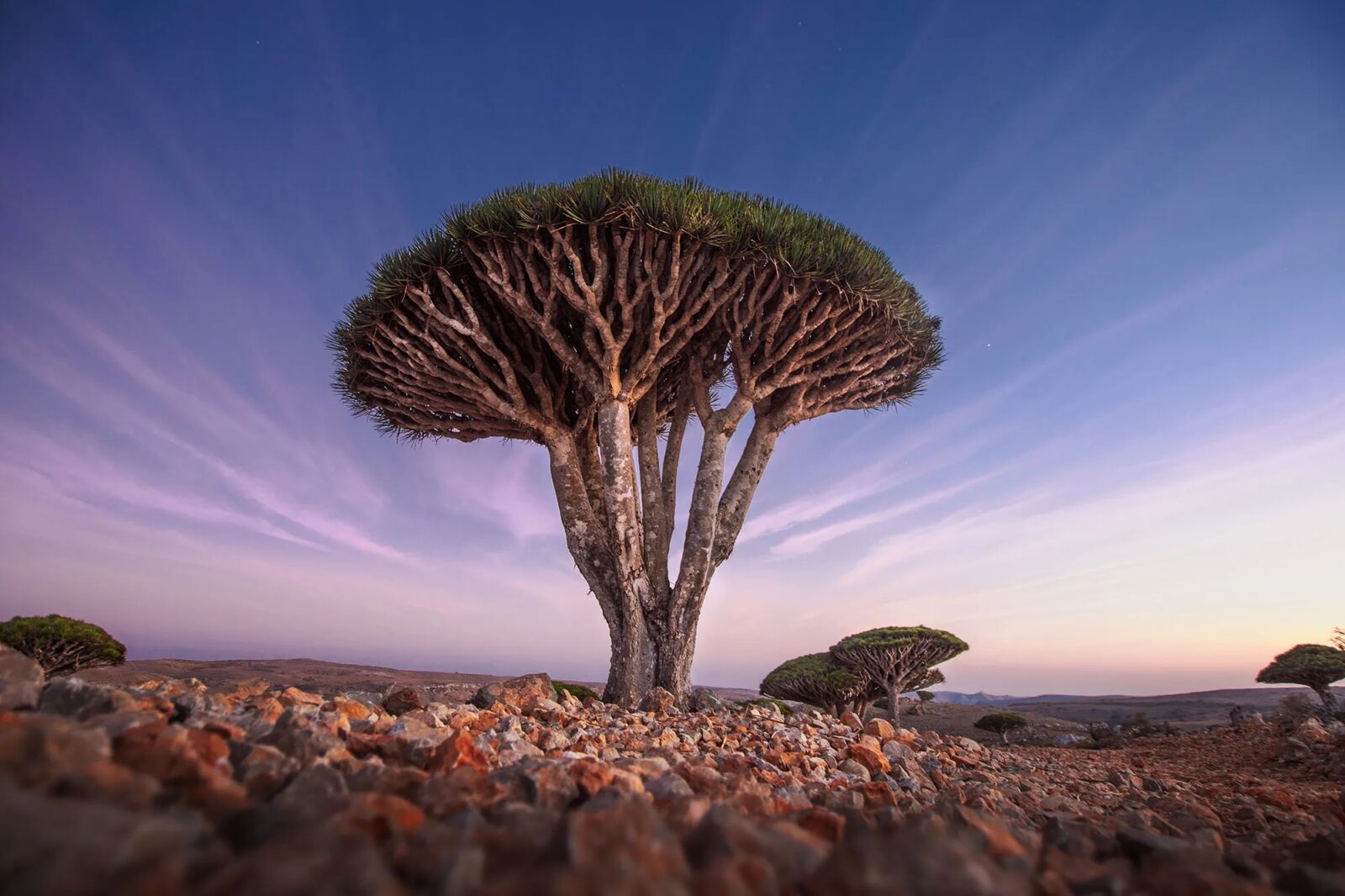 What Element Am I? Dragon Blood Trees, Socotra Island, Yemen