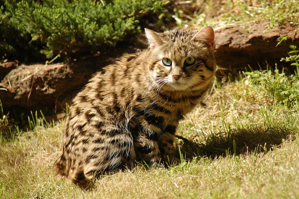 Quiz Answers Beginning With B Black-footed cat