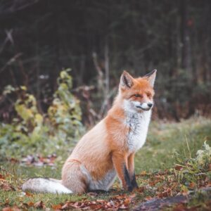 True Colors Personality Test Cunning fox testing your wits with riddles