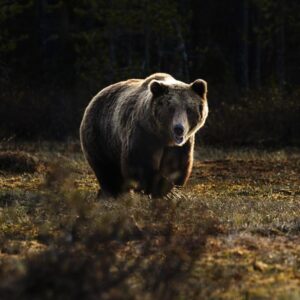 What Deadly Sin Am I? Quiz Bear