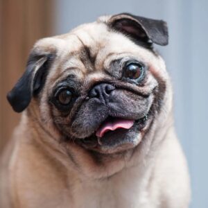 Cat Or Dog Breed Quiz Dog