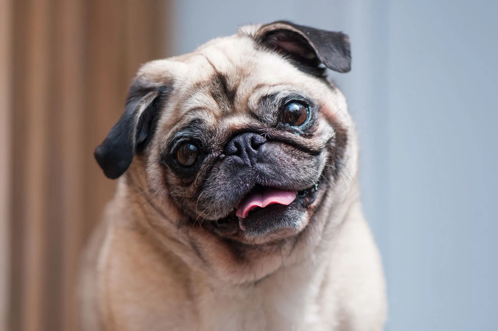 What Wild Animal Are You? Pug dog