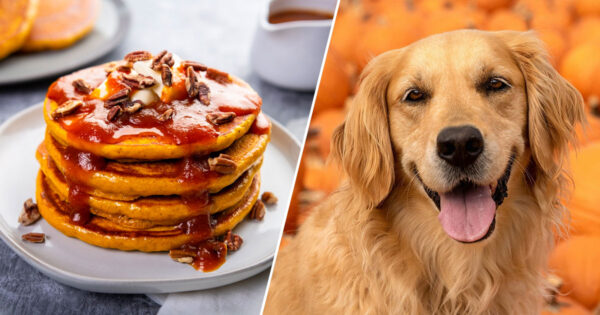 Choose Your Ideal Dish for Each Ingredient 🍓 and We’ll Tell You What Dog Breed 🐶 Is Your Perfect Match