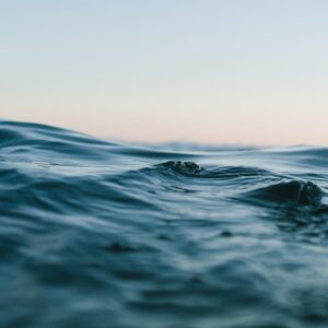 What Type Of Dolphin Are You? Quiz Open ocean