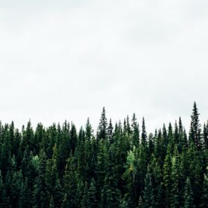 T Trivia Quiz Treeline