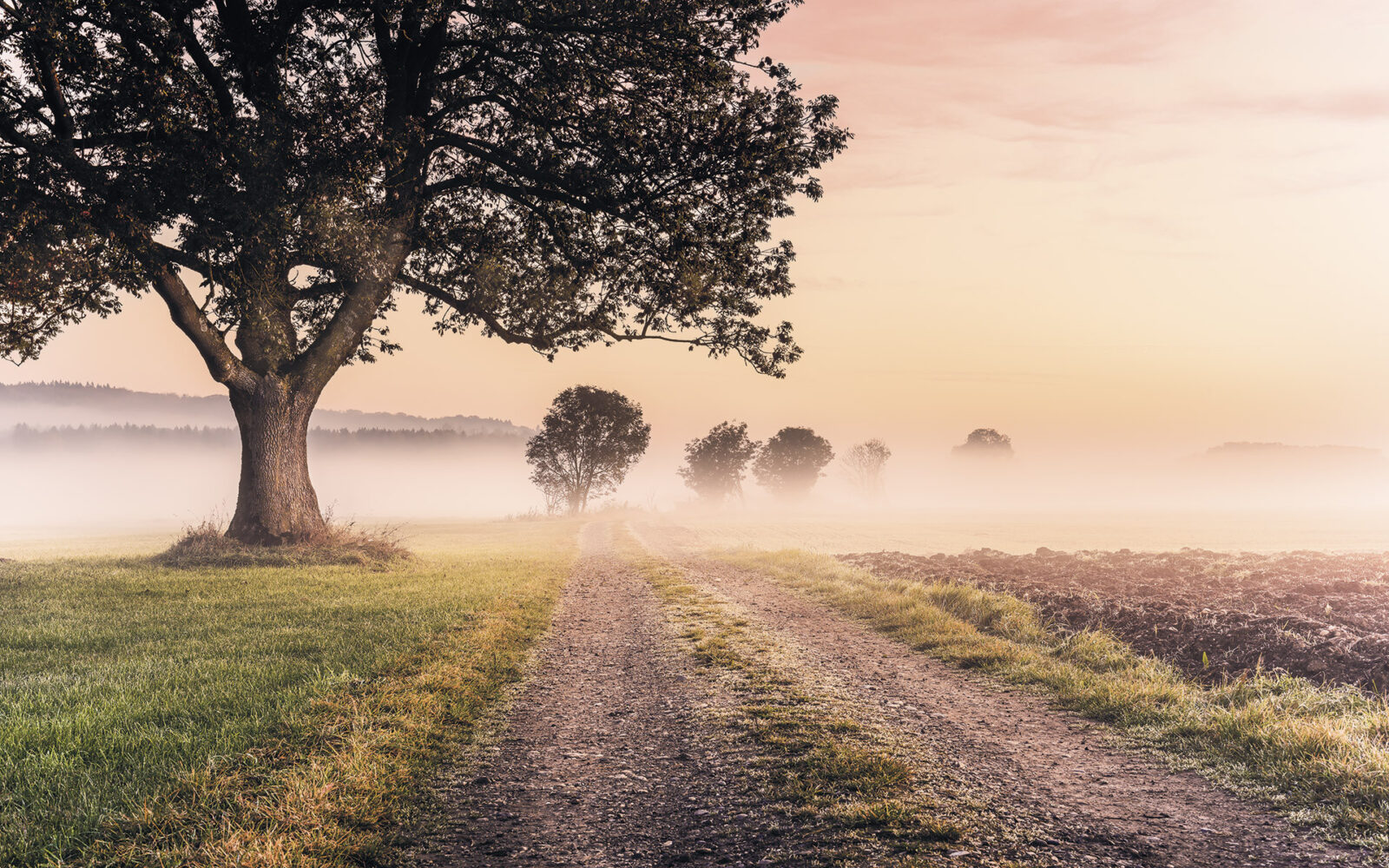 Misty morning