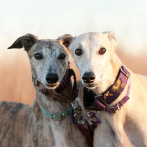 Guess The Book Titles Quiz Dogs