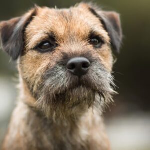 Dog Personality Quiz 🐶: What Wild Animal Are You? 🦁 Border Terrier