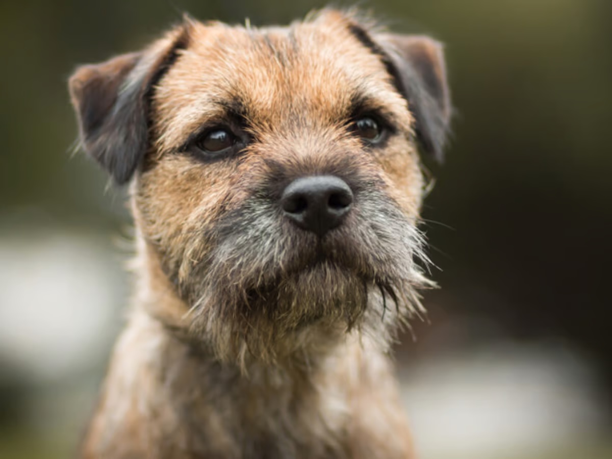 You got: Border Terrier! Go on a Colorful Culinary Adventure 🌈 to Determine Exactly Which Unique Dog Breed 🐕 You’d Be