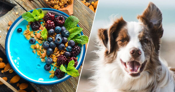 Food Adventure Quiz 🌈: What Unique Dog Breed Are You? 🐕
