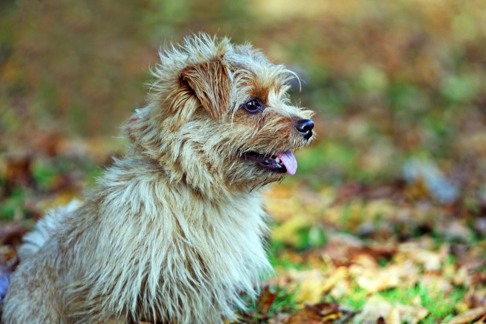 What Wild Animal Are You? Norfolk Terrier