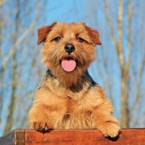 Dog Personality Quiz 🐶: What Wild Animal Are You? 🦁 Norfolk Terrier