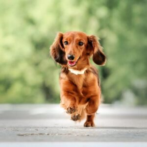 Cat Or Dog Breed Quiz Dog