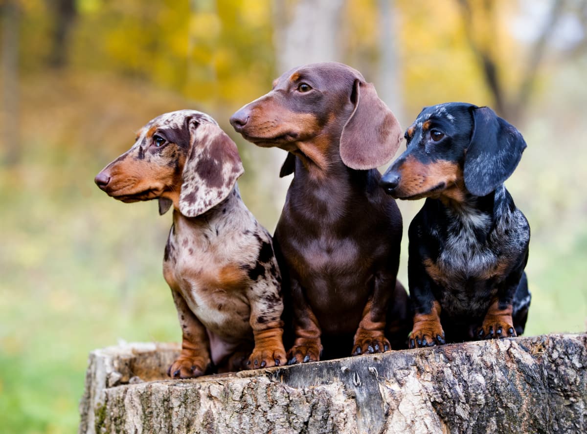 What Wild Animal Are You? Dachshunds