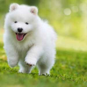 Cat Or Dog Breed Quiz Dog