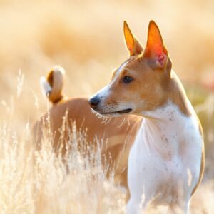Dog Personality Quiz 🐶: What Wild Animal Are You? 🦁 Basenji