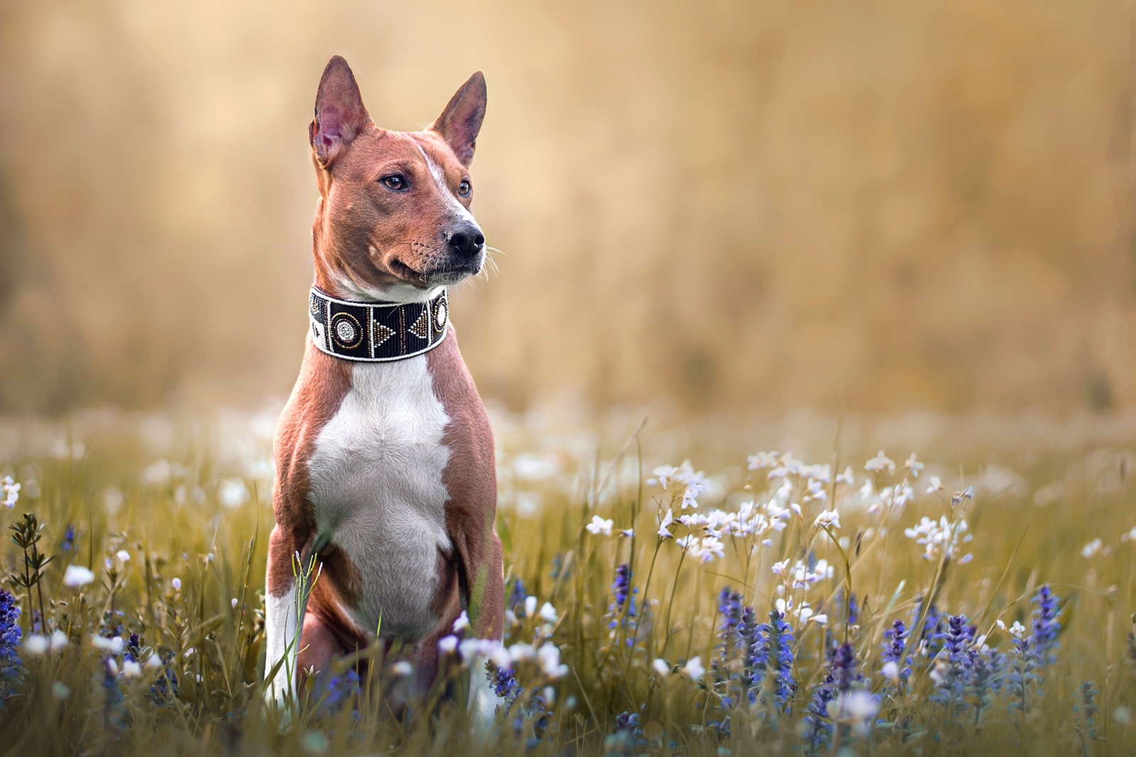 What Wild Animal Are You? Basenji