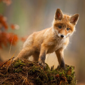 Are You A Desert, Forest, Mountain, Or Ocean? Quiz Fox
