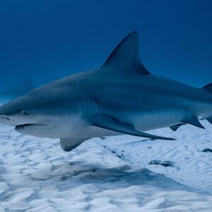 Summer Trivia Quiz! Can You Handle The Heat? 😎🔥 Bull shark