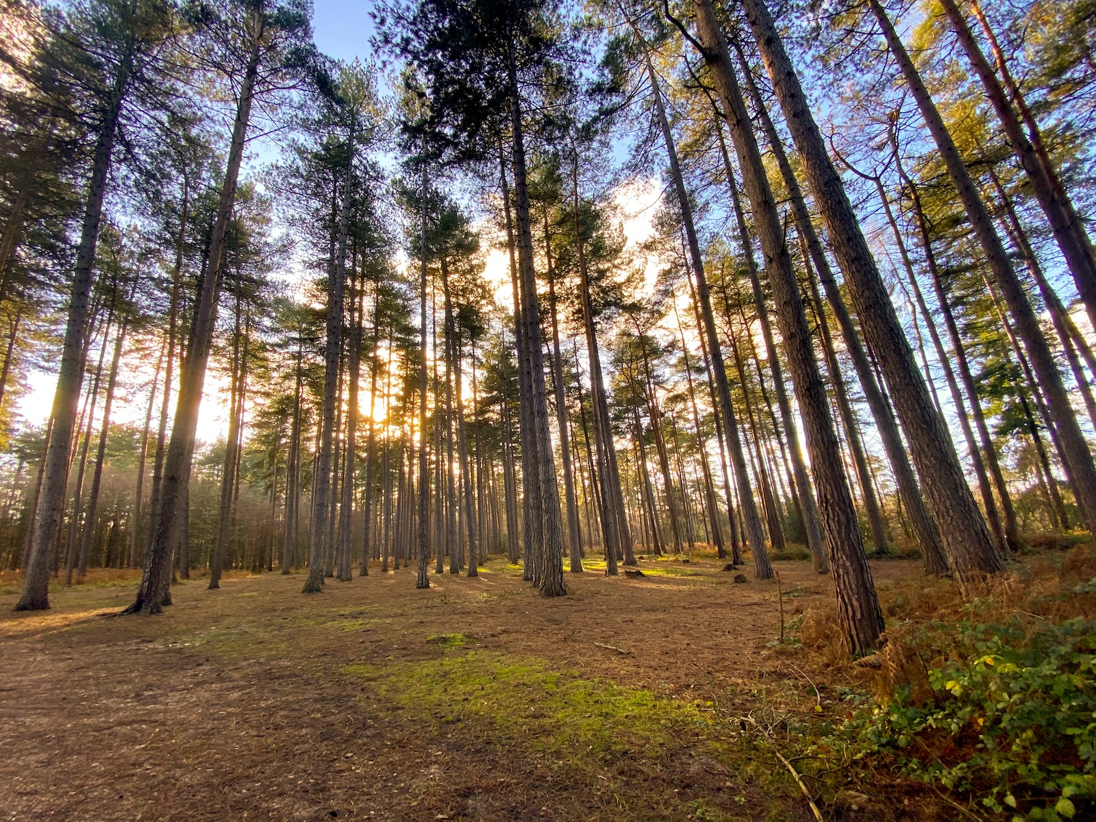 X Trivia Quiz Forest