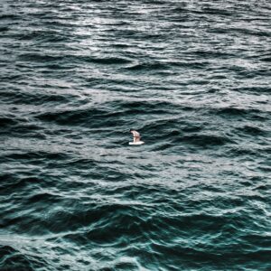 Are You A Desert, Forest, Mountain, Or Ocean? Quiz Ocean