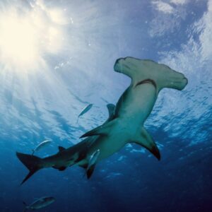 Summer Trivia Quiz: Can You Handle The Heat? 😎🔥 Hammerhead shark