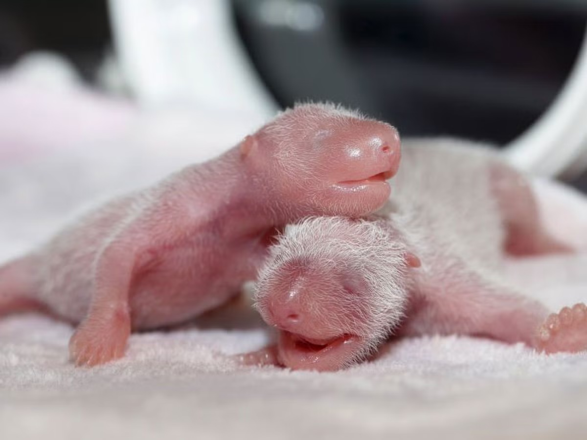 Baby giant panda newborn