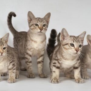 Guess The Book Titles Quiz Cats