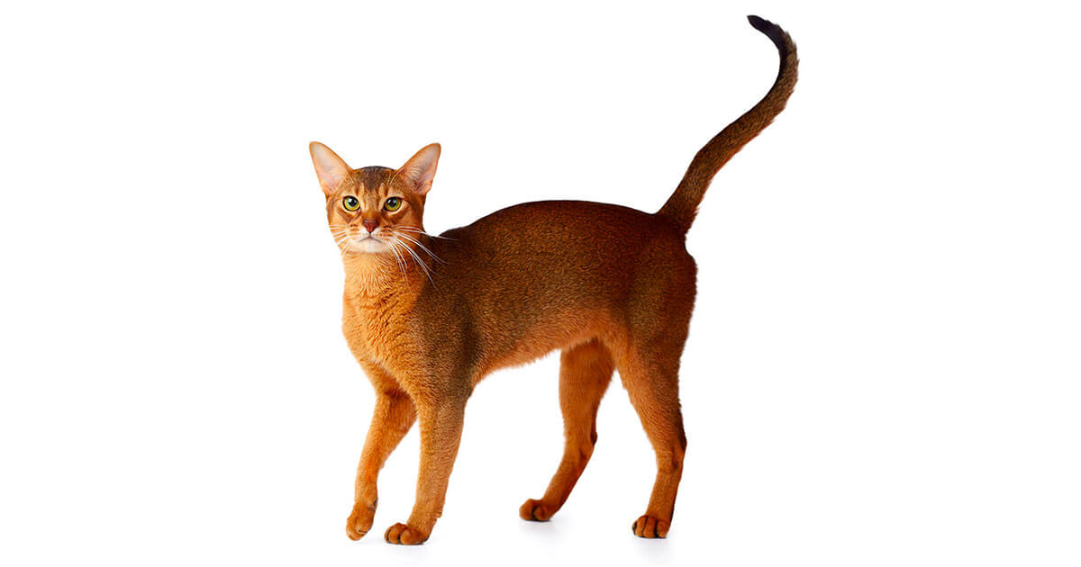 Cat Breed Quiz Abyssinian Cat