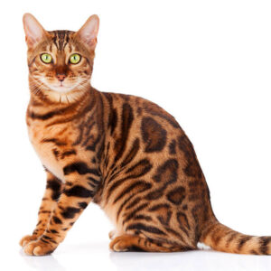 Cat Or Dog Breed Quiz Cat