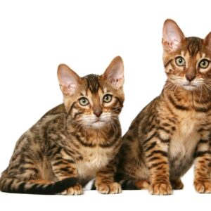 Foods Named After Animals Quiz Cats