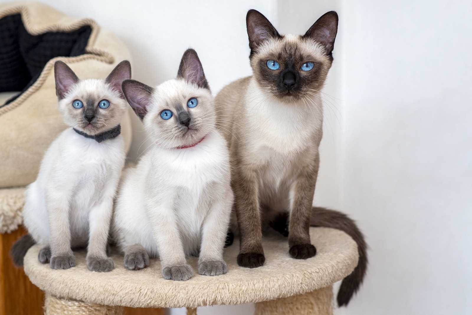 Cat Cafe Trivia Quiz Thai cats