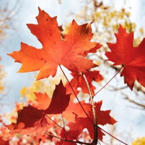 Winter Facts Quiz Maple