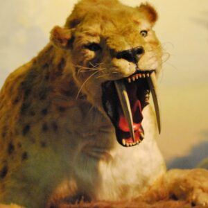 Embark On Epic Prehistoric Quiz Adventure & Uncover Your Primitive Alter Ego Outrunning a sabertooth tiger
