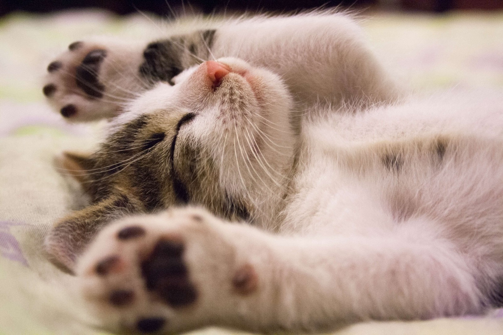 What Cat Personality Do You Have? Kitten Stretching