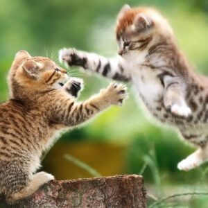 Are You A Black Cat Or A Golden Retriever? Quiz Talk it out