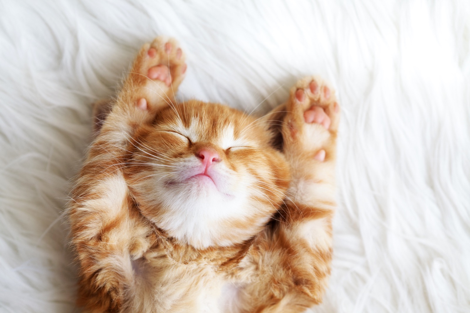 Are You A Black Cat Or Golden Retriever? Quiz Ginger cat kitten