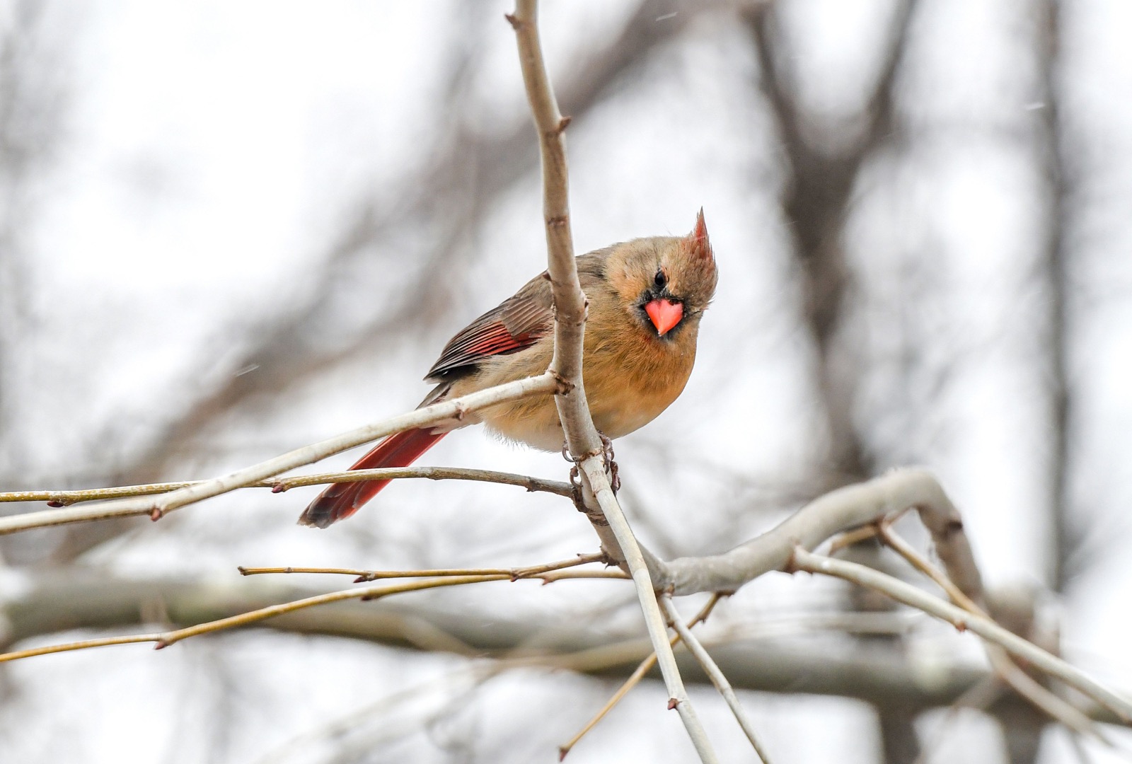 Five Senses Quiz Bird