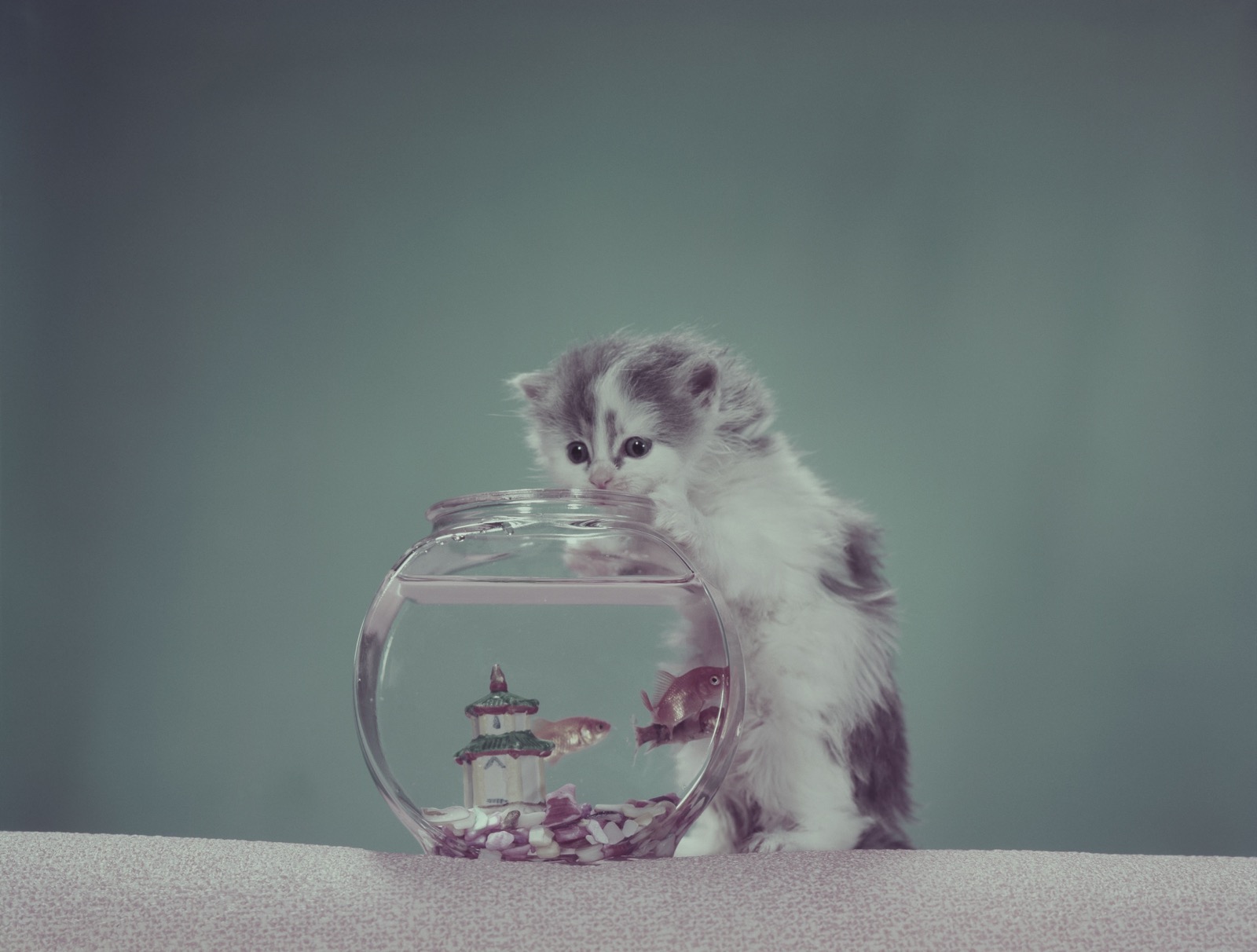 What Cat Personality Do You Have? Kitten fish bowl