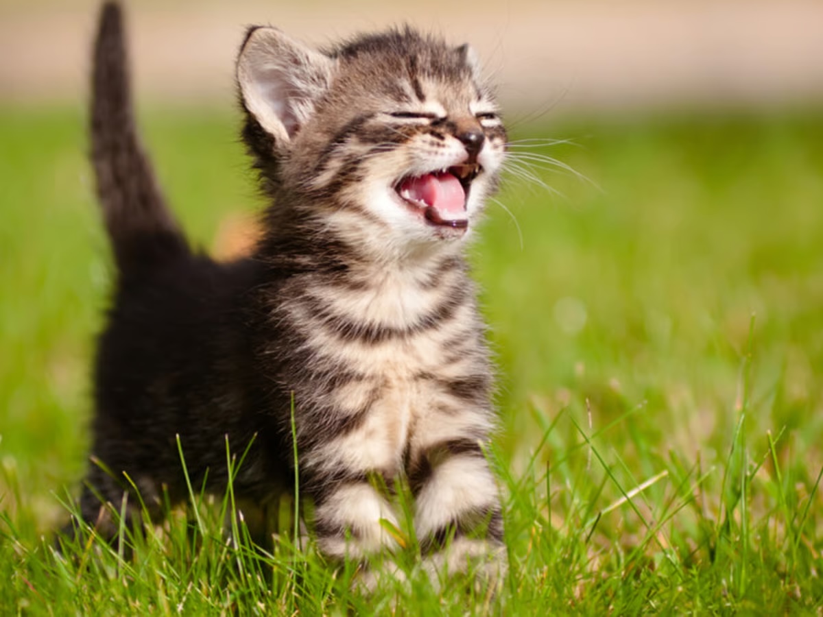 What Cat Personality Do You Have? kitten meowing