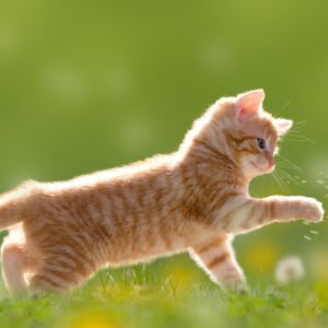 Winter Spirit Animal Quiz Playfulness