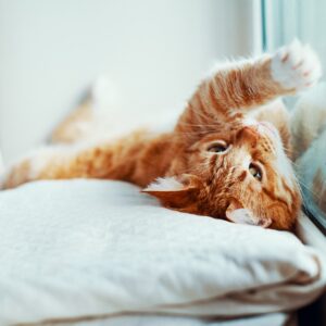 Which Wicked Character Are You? Quiz Cat
