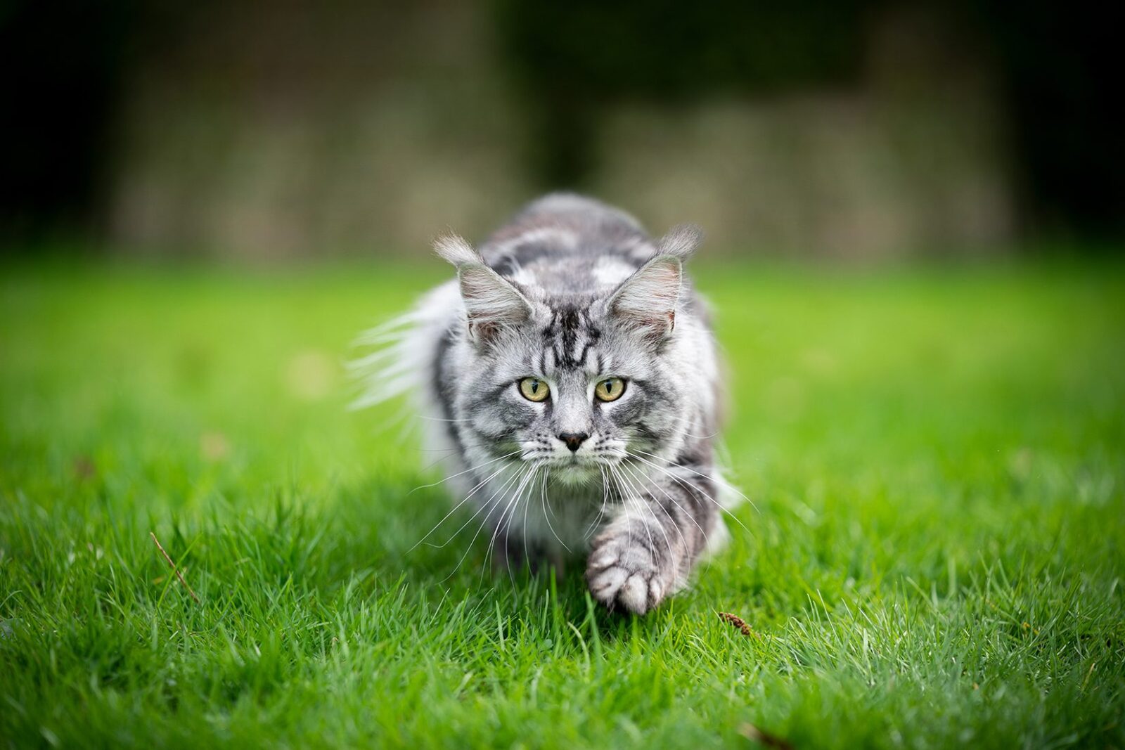 What Cat Personality Do You Have? Cat hunting