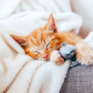 Are You A Black Cat Or A Golden Retriever? Quiz Home staycation